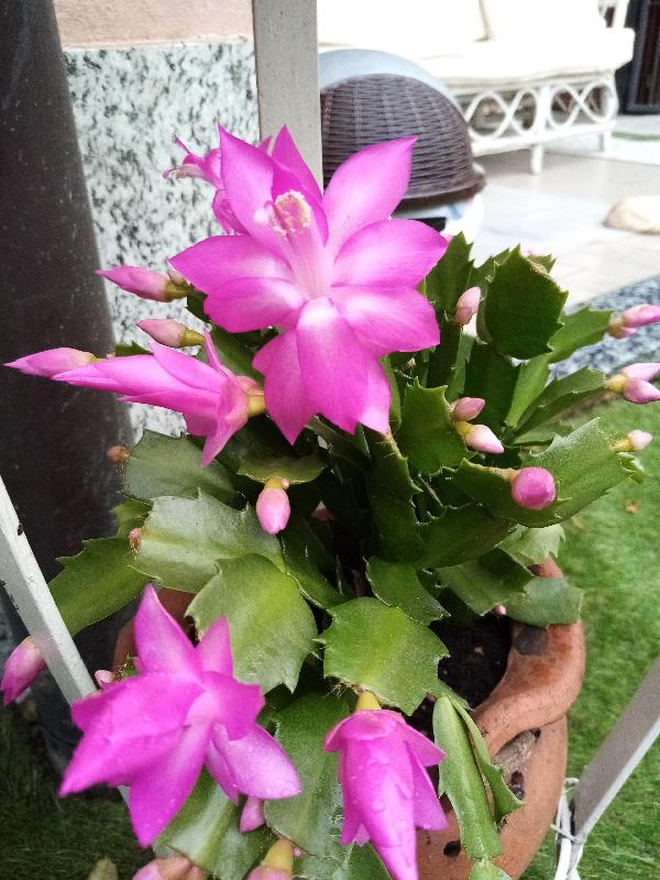 Schlumbergera truncata.jpg